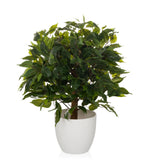 Grüne Kunstpflanze FICUS II in einem weißen Übertopf von hjh OFFICE – 360-Grad-Ansicht (Frontansicht 0°)